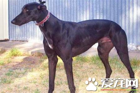 纯种灵缇犬贵不贵 纯种灵缇犬什么价格