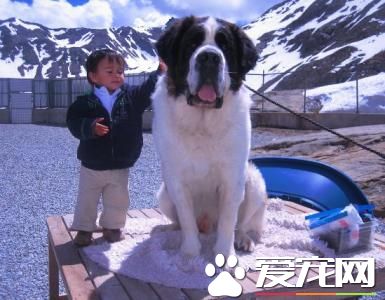 纯种圣伯纳犬价格 价格在1200到7500不等