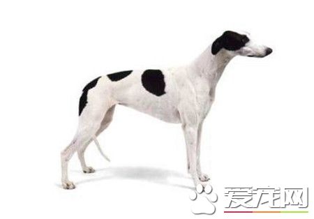 纯种灵缇犬多少钱一只 纯种的灵缇至少要2万