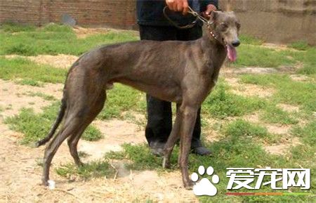 纯种灵缇犬幼犬价格 纯种的灵缇至少要2万