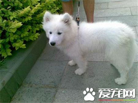 纯种萨摩耶犬价钱 最低应该在2500到3000左右