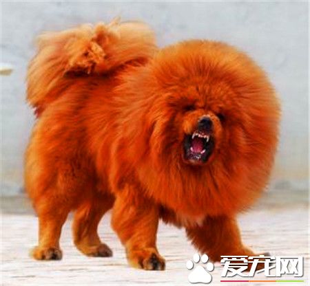 纯藏獒价格 不同品种的藏獒价格也不相同