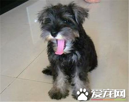 纯黑迷你雪纳瑞漂亮吗 标准与迷你之间的差别