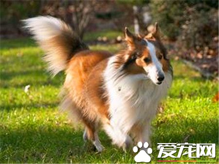 纯喜乐蒂牧羊犬多少钱 家养一般1500至3000元