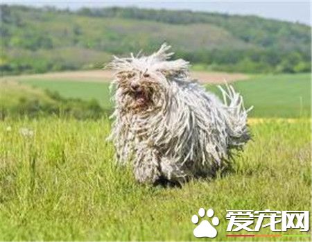 纯种可蒙犬价格 专业犬舍的幼犬是8000到10000
