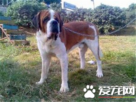 纯种母圣伯纳犬价格 参考价格在3000到5000元