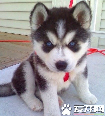 哈士奇幼犬认人么 哈士奇还是认人的