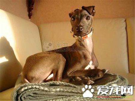纯种灵缇犬幼犬价格 纯种的灵缇至少要2万