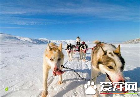 纯种阿拉斯加雪橇犬多少钱一只 血统价3500元左右