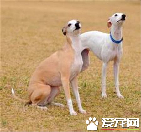 纯种惠比特犬价格 惠比特犬价格一万元左右