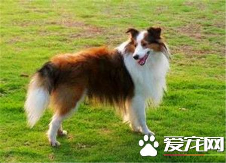 纯喜乐蒂牧羊犬多少钱 家养一般1500至3000元