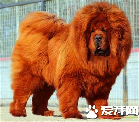 纯种藏獒价格 纯种藏獒500万以上甚至800万