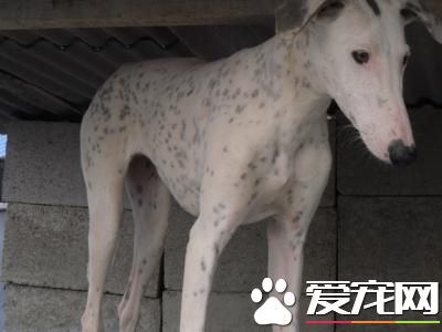 纯种灵缇犬幼犬价格 纯种的灵缇至少要2万