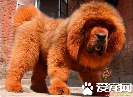 纯藏獒价格 不同品种的藏獒价格也不相同