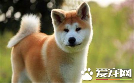 纯种秋田犬价格 日系秋田犬在1000至10000元