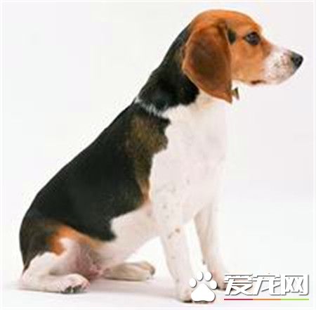 纯种比格犬多少钱一只 一般1500到2000元一只