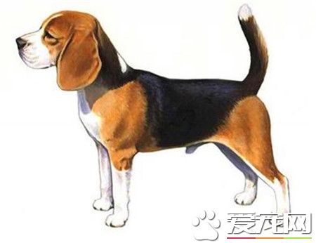 纯种比格犬价格 纯种比格最少也要4000以上