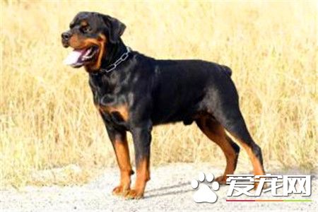 纯血统罗威纳犬价格 贫民罗的在一千左右