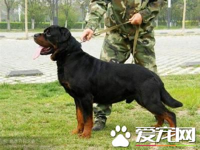 纯种罗威纳犬多少钱 赛级的罗威纳犬起码上万