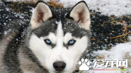 纯种阿拉斯加雪橇犬多少钱一只 血统价3500元左右