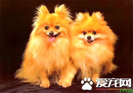 纯种白色博美犬价格 标准博美价格2000元左右