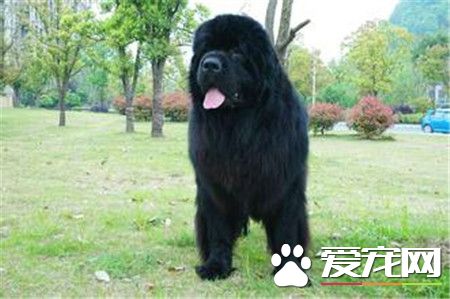 纯种纽芬兰犬价格 价格通常不低于千元