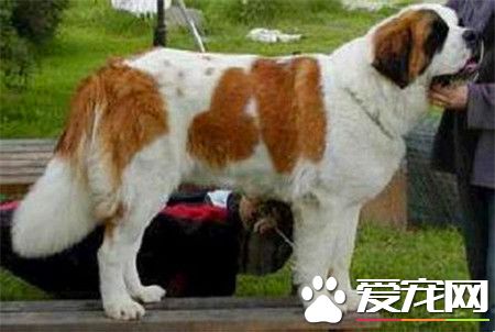 纯种圣伯纳犬价格 价格在1200到7500不等