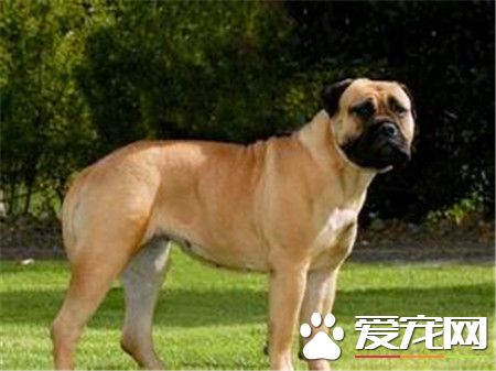 纯种的马士提夫犬价格 纯种在6000到8000元以上