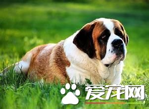 纯种母圣伯纳犬价格 参考价格在3000到5000元