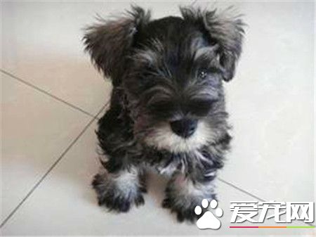 纯黑迷你雪纳瑞漂亮吗 标准与迷你之间的差别