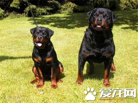 纯种罗威纳犬多少钱 赛级的罗威纳犬起码上万