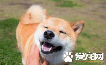 纯种日本柴犬的价格 价格在1300到8888元之间