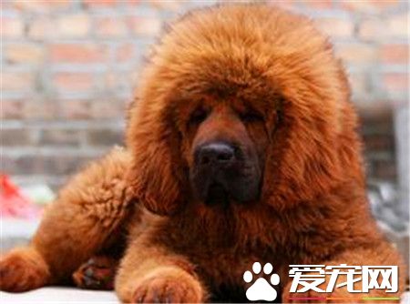 纯藏獒价格 不同品种的藏獒价格也不相同