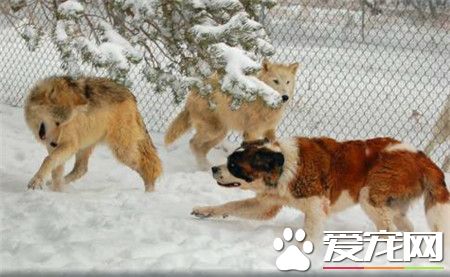 纯种圣伯纳犬价格 价格在1200到7500不等