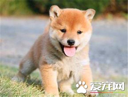 纯种柴犬多少钱 白色柴犬价格在3000到3500