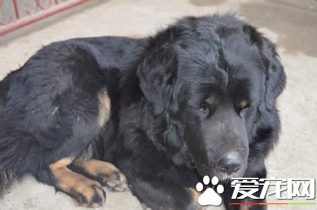 纯种纽芬兰犬价格 价格通常不低于千元