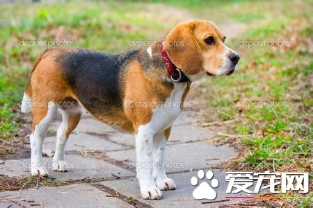 纯种比格犬价格 纯种比格最少也要4000以上
