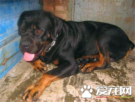 纯种迷你雪纳瑞价格 价格800到3000元不等