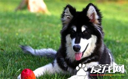 纯种阿拉斯加雪橇犬多少钱一只 血统价3500元左右