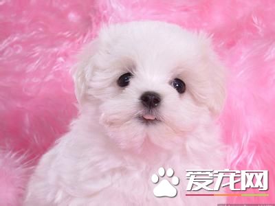 纯种卷毛比熊犬多少钱 纯种赛级要10000以上