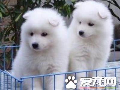 纯种萨摩耶犬价钱 最低应该在2500到3000左右