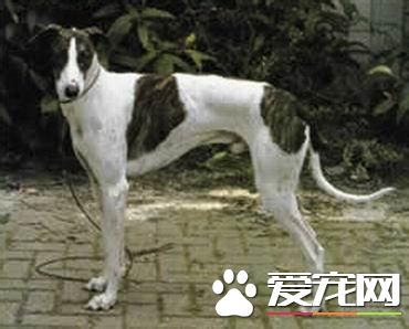 纯种灵缇犬贵不贵 纯种灵缇犬什么价格