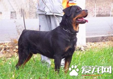 纯种迷你雪纳瑞价格 价格800到3000元不等