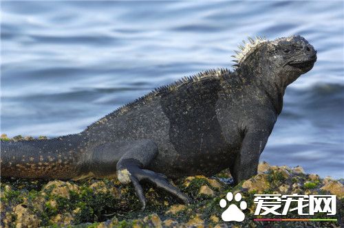 海鬣蜥价格 美国标价为12000美元一只
