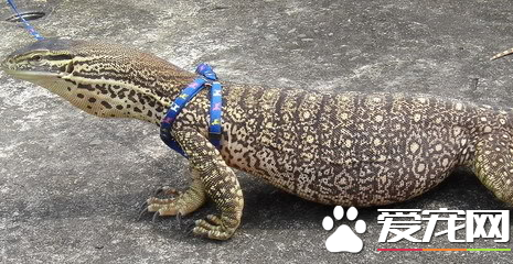 砂巨蜥价格 砂巨蜥价格在1700到2000元的范围内