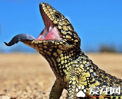 松果蜥贵吗 松果蜥价格已经是5位数的身价