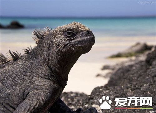 海鬣蜥价格 美国标价为12000美元一只