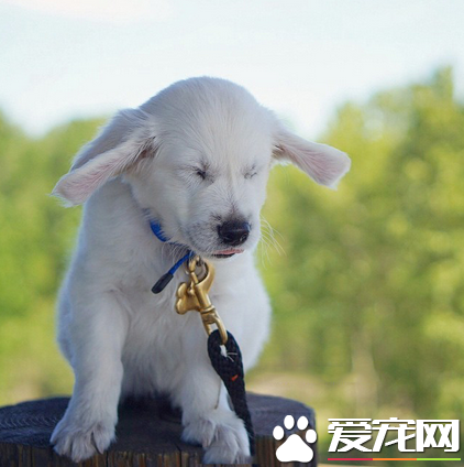 今天的风好生喧嚣，竟迷了汪的眼睛