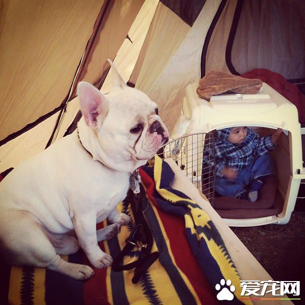 法国斗牛犬选购标准 买法国斗牛犬的注意事项