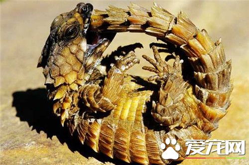 犰狳蜥多少钱 犰狳蜥的价格在1万元以上